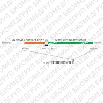 ДЛЯ КЛИЕНТОВ из США. SureFISH 17p13.3 YWHAE 3 BA 608кб P20 GR. YWHAE, Break Apart, 20 тестов, FITC, концентрат, ручное использование