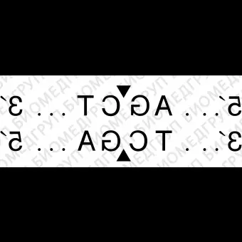 Эндонуклеаза рестрикции AluI, 100 000 ед/мл, New England Biolabs, R0137 L, 5 000 единиц