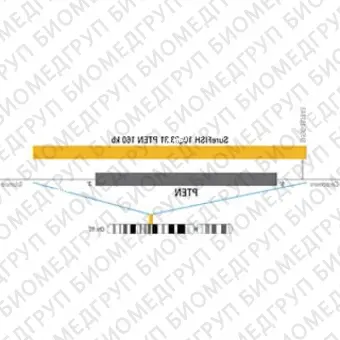 ДЛЯ КЛИЕНТОВ ЗА ПРЕДЕЛАМИ США. SureFISH 10q23.31 PTEN 160kb P20 RD