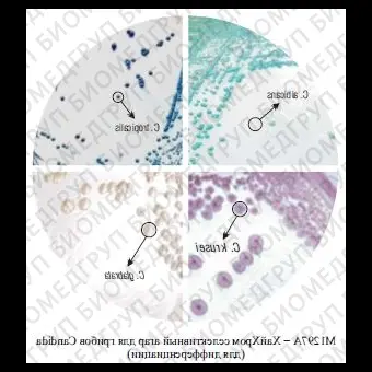 Агар селективный HiCrome для грибов Candida для дифференциации, 100г ФСЗ 2009/03705
