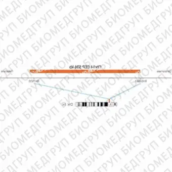 ДЛЯ КЛИЕНТОВ ЗА ПРЕДЕЛАМИ США. SureFISH Chr14 CEP 536kb P20 RD