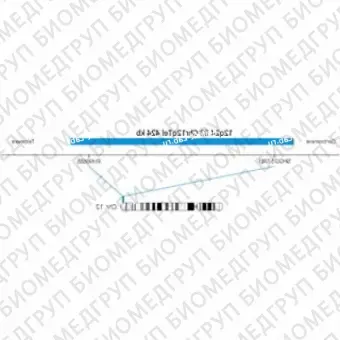 ДЛЯ КЛИЕНТОВ из США. SureFISH 12q24.33 Chr12qTel 424кб P20 BL. Теломер Chr12q, Копийный номер, 20 тестов, Аква, Концентрат, Ручное использование