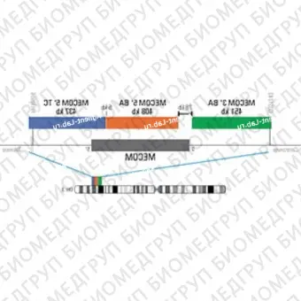 ДЛЯ КЛИЕНТОВ ЗА ПРЕДЕЛАМИ США. SureFISH 3q26.2 MECOM 5 TC 437kb P20 BL