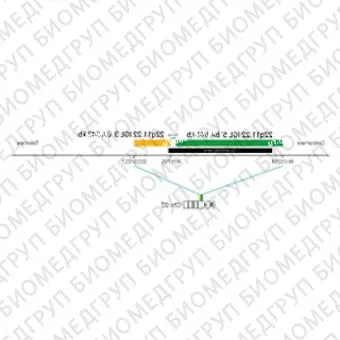 ДЛЯ КЛИЕНТОВ ЗА ПРЕДЕЛАМИ США. SureFISH 22q11.22 IGL 3 BA 343kb P20 RD