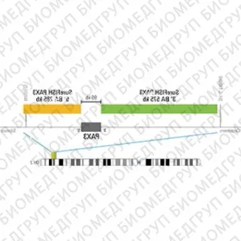 ДЛЯ КЛИЕНТОВ из США. SureFISH 2q36.1 PAX3 3 BA 575Kb P20 GR. PAX3, Break Apart, 20 тестов, FITC, концентрат, ручное использование