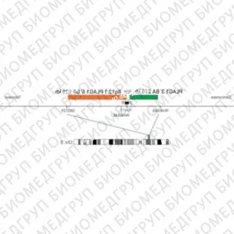 ДЛЯ КЛИЕНТОВ из США. SureFISH 8q12.1 PLAG1 5 BA 625кб P20 GR. PLAG1, Break Apart, 20 тестов, FITC, Концентрат, Ручное использование