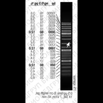 Маркер длин ДНК GeneRuler Mix, 15 фрагментов от 100 до 10000 п.н., 0,5 мкг/мкл, Thermo FS, SM0331, 5х50 мкг