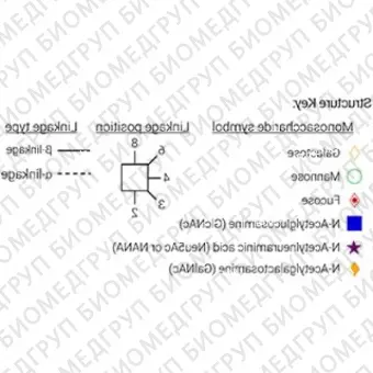 AdvanceBio 2AB Chitobiose NN Стандарт Nгликанов ранее ProZyme