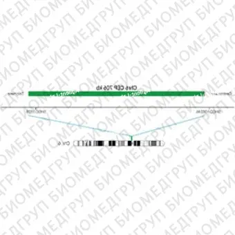 ДЛЯ КЛИЕНТОВ ЗА ПРЕДЕЛАМИ США. SureFISH Chr6 CEP 706kb P20 GR