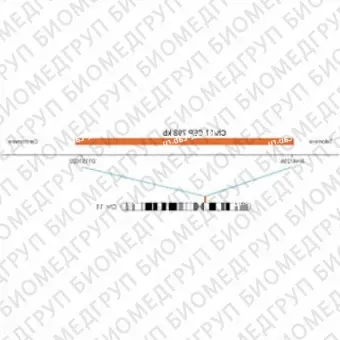 ДЛЯ КЛИЕНТОВ ЗА ПРЕДЕЛАМИ США. SureFISH Chr11 CEP 798kb P20 RD
