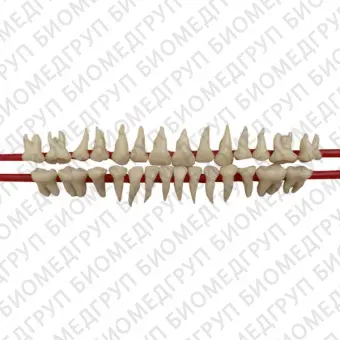 SET OF SILICON ROOT MODEL TEETH  набор из 28 зубов натурального цвета с анатомическими корнями