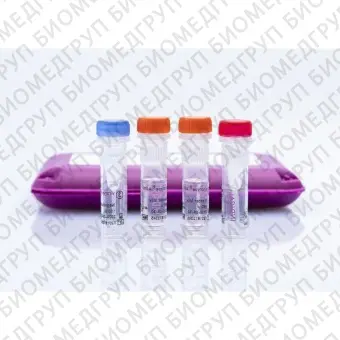 Набор реагентов virotype ASFV для обнаружения вируса АЧС методом RealTime PCR24 реакции