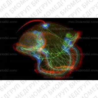 Микроскоп Axio Imager 2 для биологии