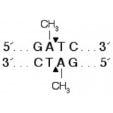 Эндонуклеаза рестрикции DpnI, 20 000 ед/мл, New England Biolabs, R0176 L, 5 000 единиц