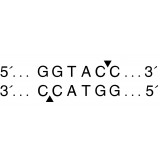 Эндонуклеаза рестрикции KpnI, 10 000 ед/мл, New England Biolabs, R0142 L, 20 000 единиц