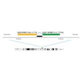 ДЛЯ КЛИЕНТОВ из США. SureFISH 1q23.1 NTRK1 3' BA 380кб P20 RD. NTRK1, Break Apart, 20 тестов, Cy3, Концентрат, Ручное использование