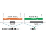 ДЛЯ КЛИЕНТОВ ЗА ПРЕДЕЛАМИ США. SureFISH 8q21.3 RUNX1T1 DF 734kb P20 RD