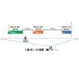 ДЛЯ КЛИЕНТОВ из США. SureFISH 8q24.21 MYC 3' TC 398кб P20 BL. MYC, Break Apart, 20 тестов, Аква, Концентрат, Ручное использование